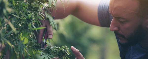 THC