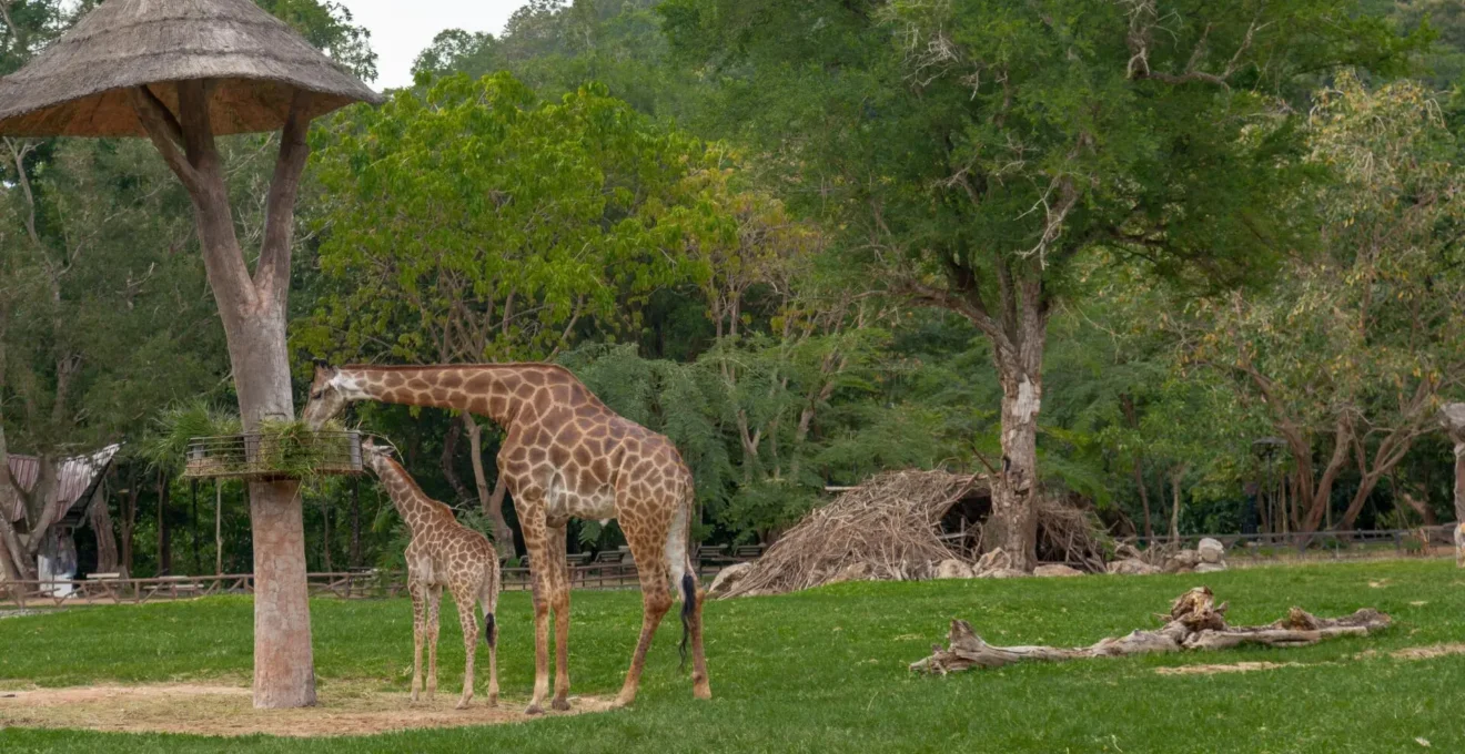 parc animalier en Auvergne.png