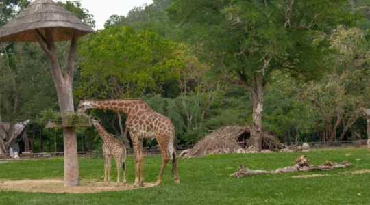 parc animalier en Auvergne.png
